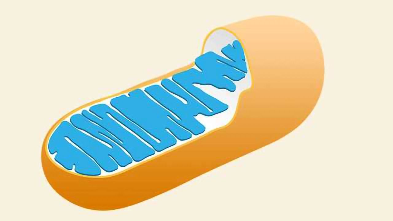 J-proteins Promote Biogenesis of Mitochondrial Proteins