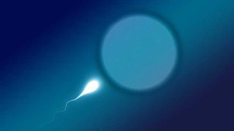 Sperm's Inbuilt Homing Device