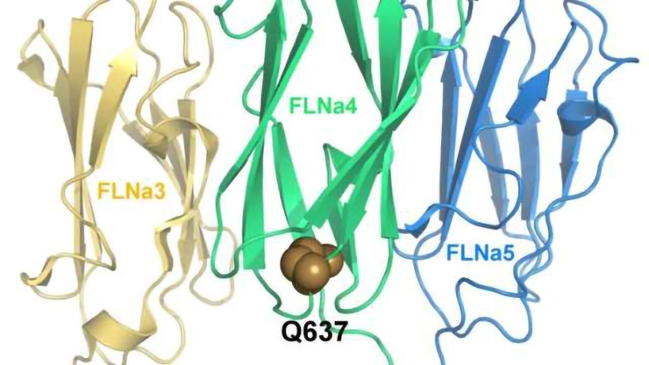 Impaired Transmission of Cellular Force - Culprit in Valvular Heart Disease