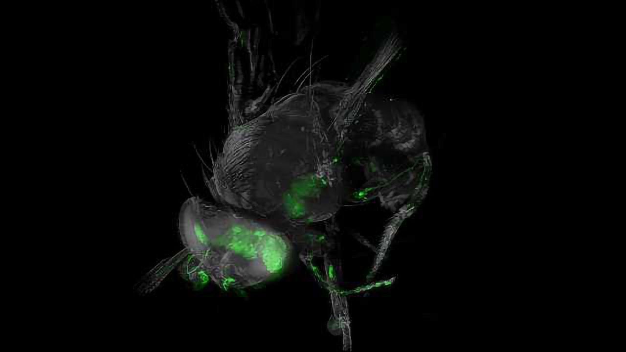The See-Through Fruit Flies