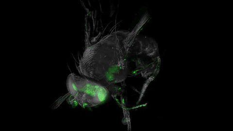 The See-Through Fruit Flies