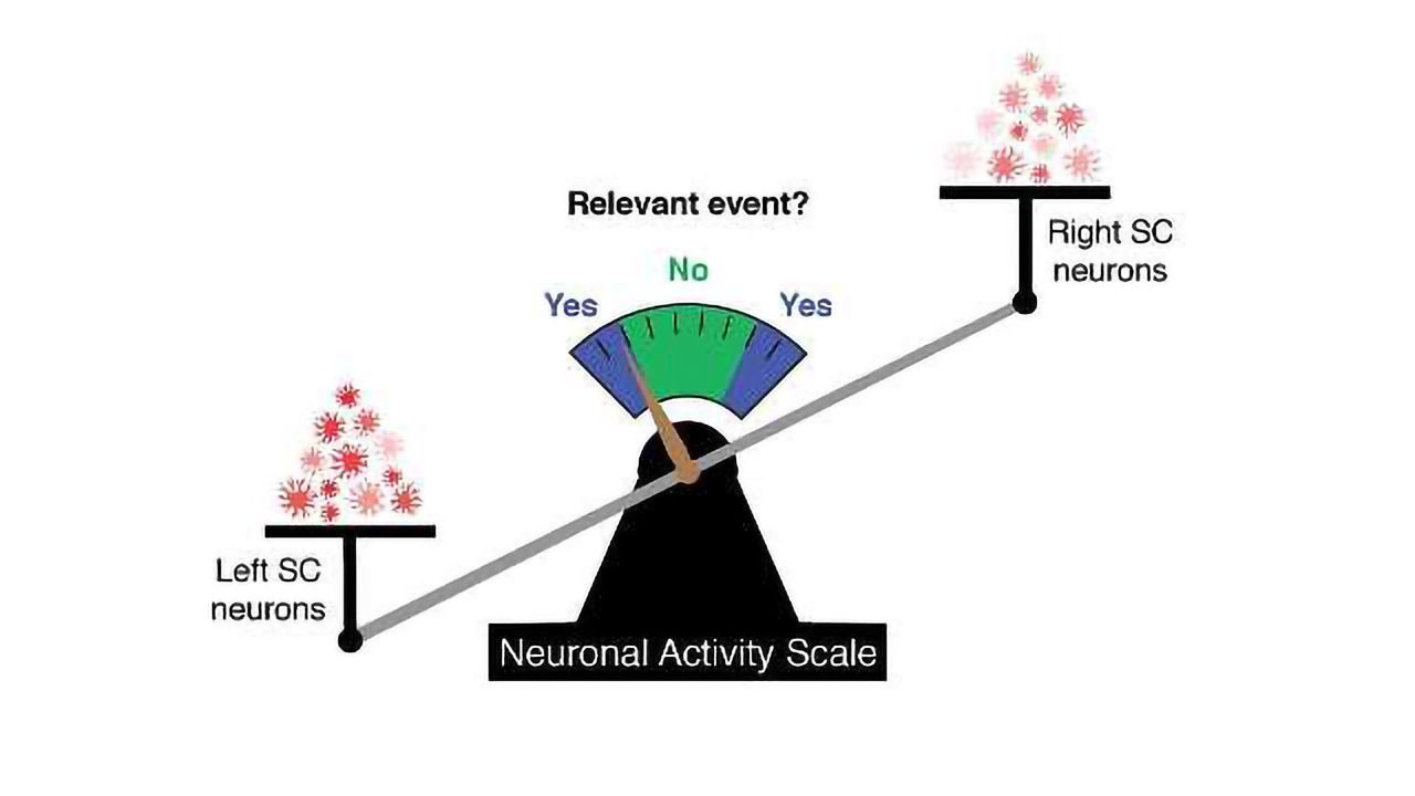 A Neural Code That Predicts Behavior