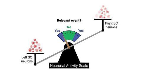 A Neural Code That Predicts Behavior