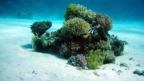 Corals and their Microbiomes Evolved Together
