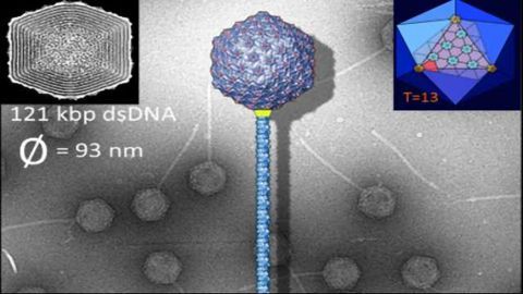 Weighing Up Whole Virus Capsids