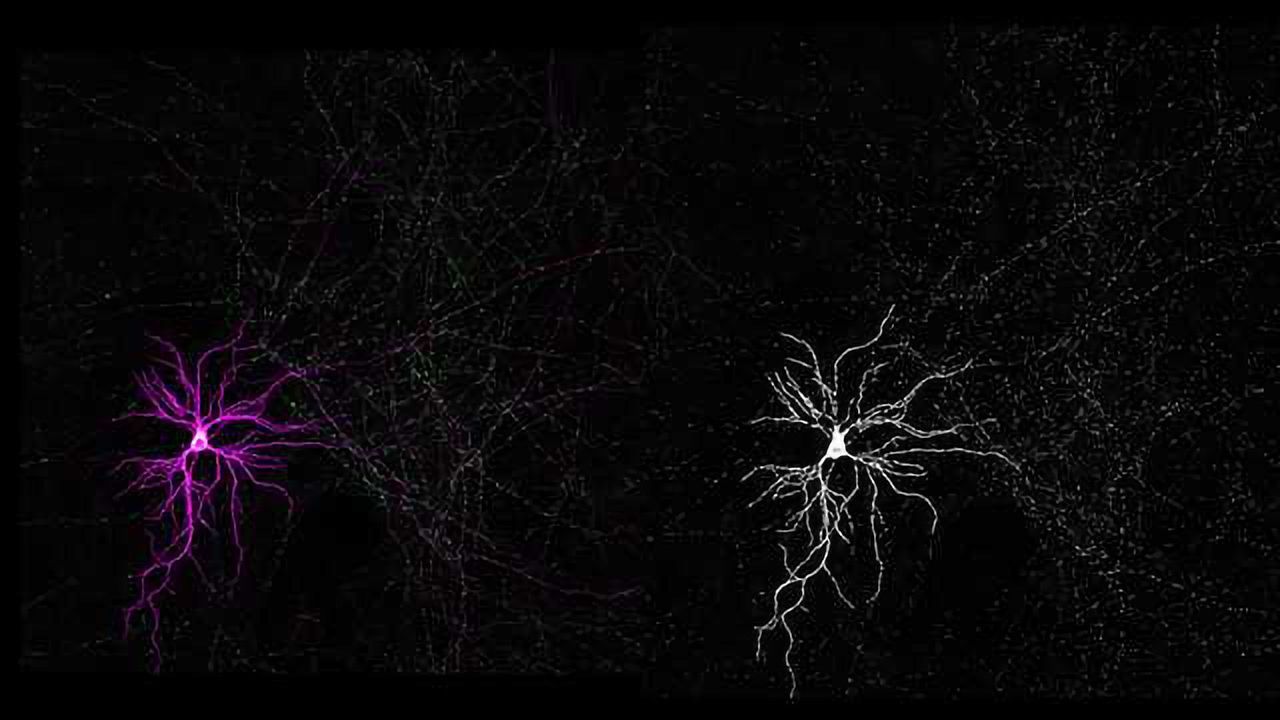 Functional Significance for Uniformly Short Axonal Mitochondria
