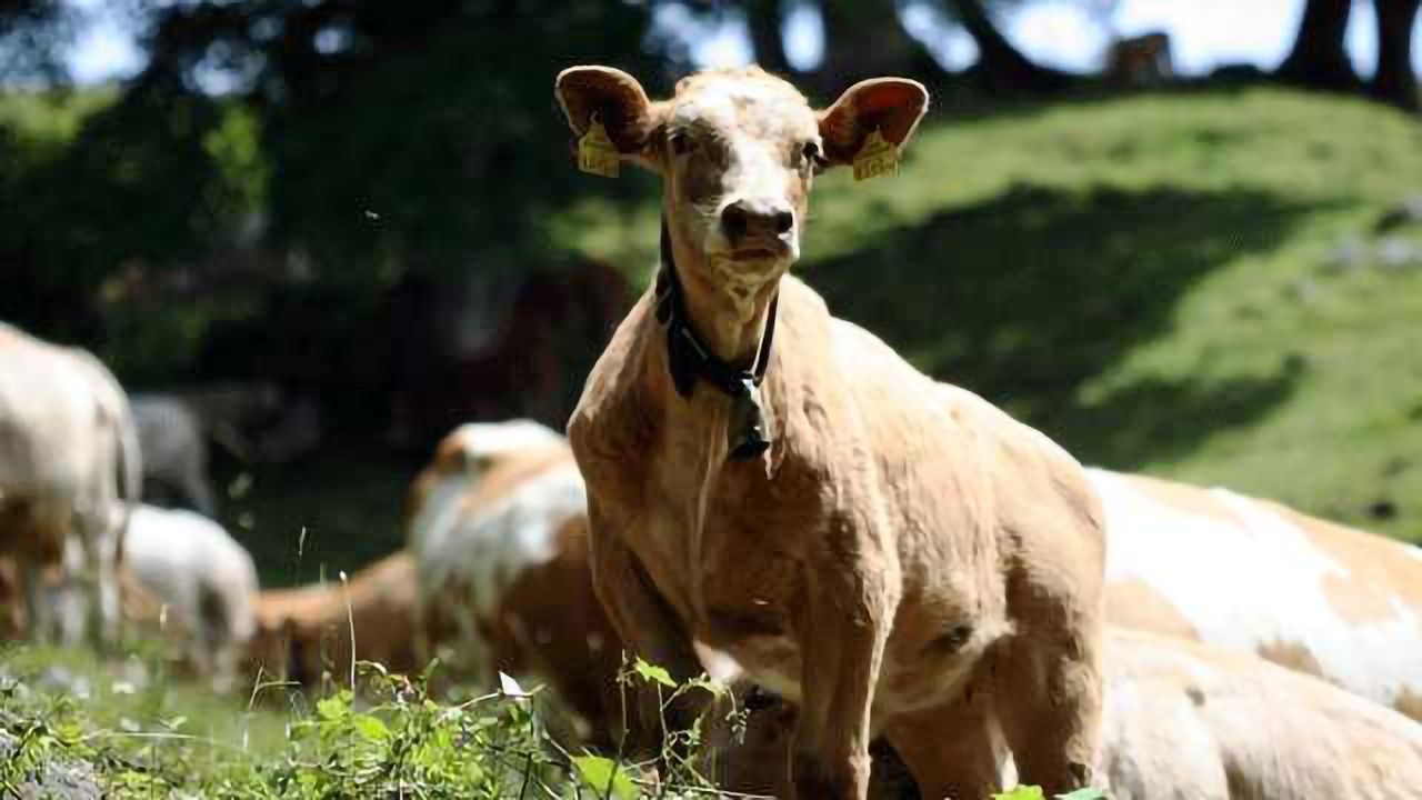 First Calf Born Following IVF Embryo Breakthrough