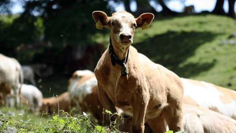 First Calf Born Following IVF Embryo Breakthrough