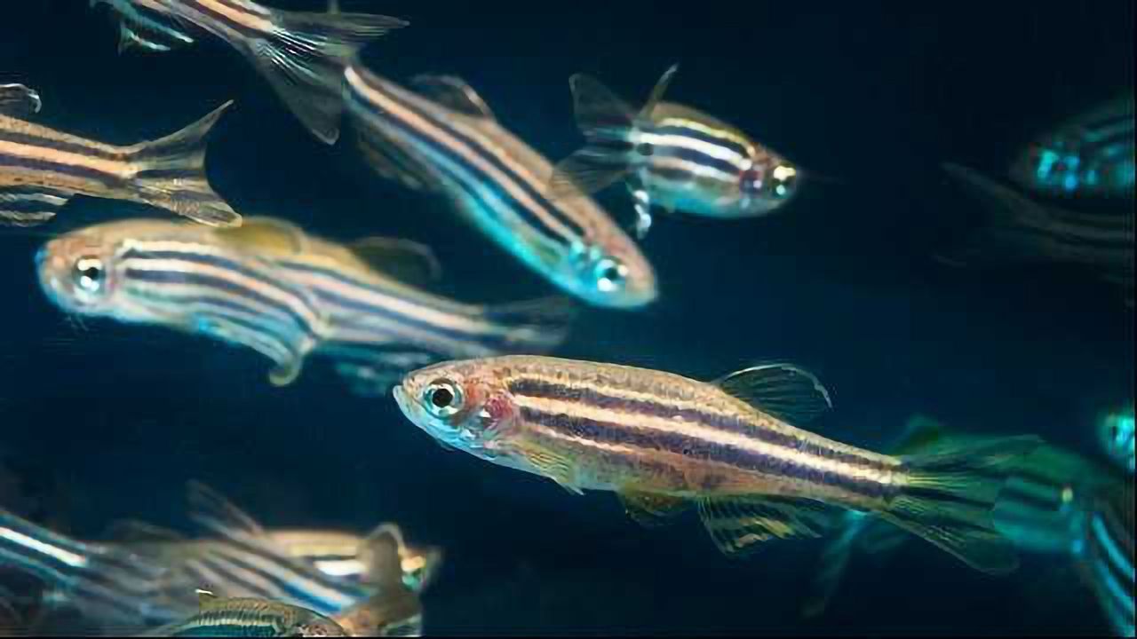 Zebrafish Unlock Mystery of Motor Neurone Disease