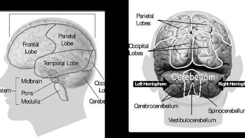 Neuroscientist Discovers Hidden Region in the Human Brain