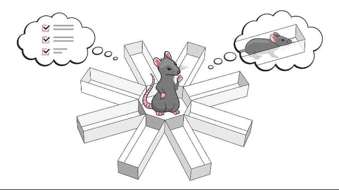 Reading Rats' Minds