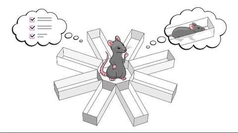 Reading Rats' Minds