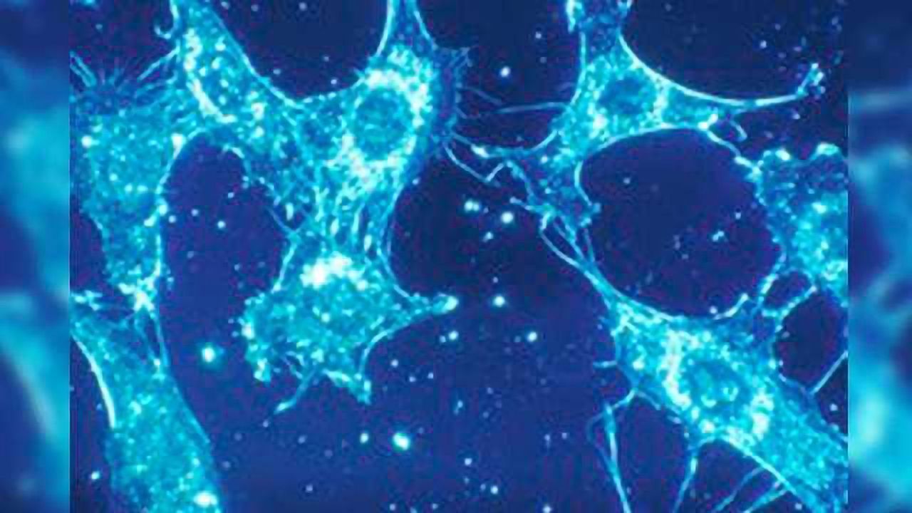 Two Clinically-approved Antibiotics Eliminate Senescent Cells Associated with Ageing