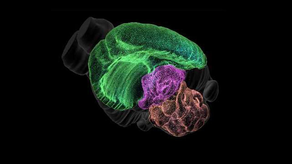 Blue Brain Project Releases Pioneering 3D Brain Cell Atlas content piece image