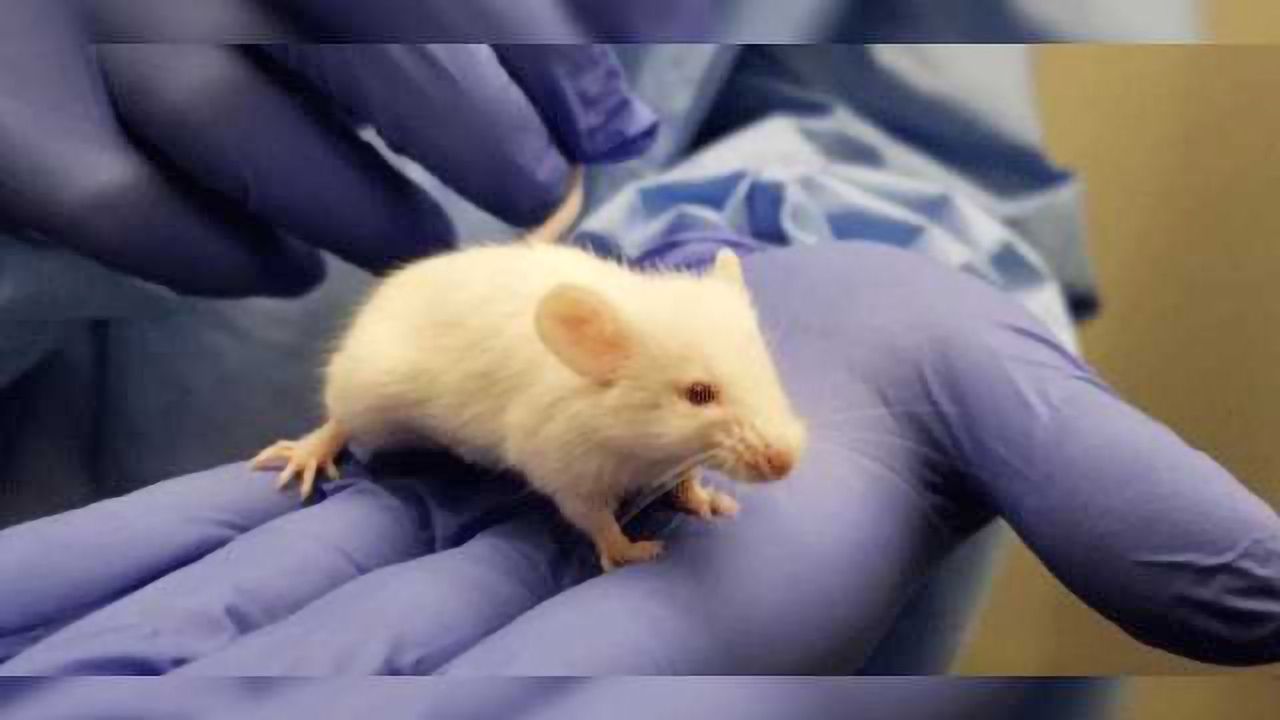 Is the "Humanized" Mouse an Appropriate Model for Vaccine Studies?