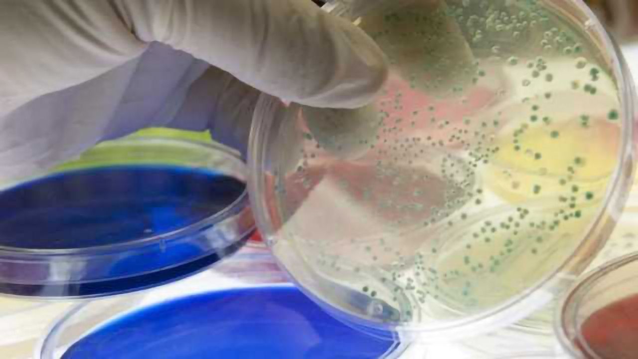 Decoding Bacteria's Molecular Militia
