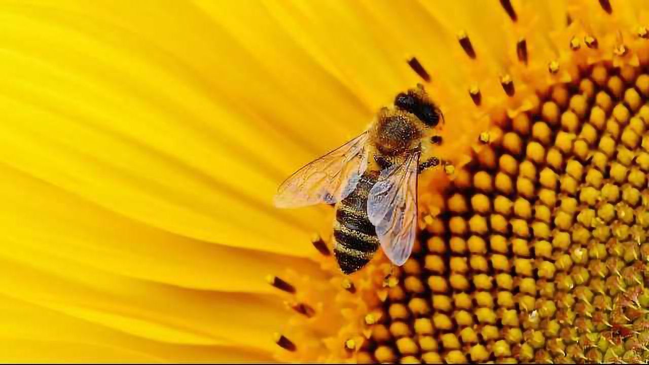 The ABCs of Artificial Bees