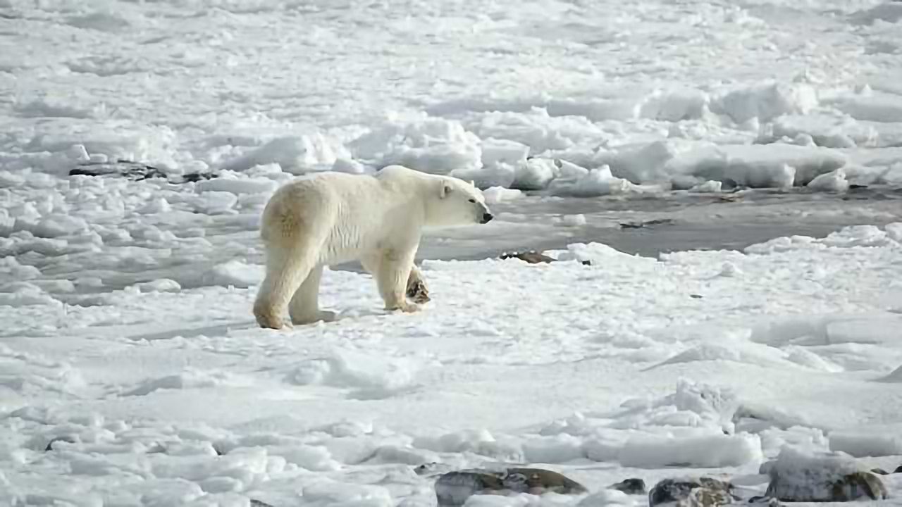Polar Bears' Worrying Indicator of Contamination