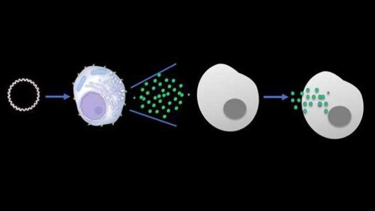 Turning Immune Cells into Tiny Anti-Tumor Drug Factories
