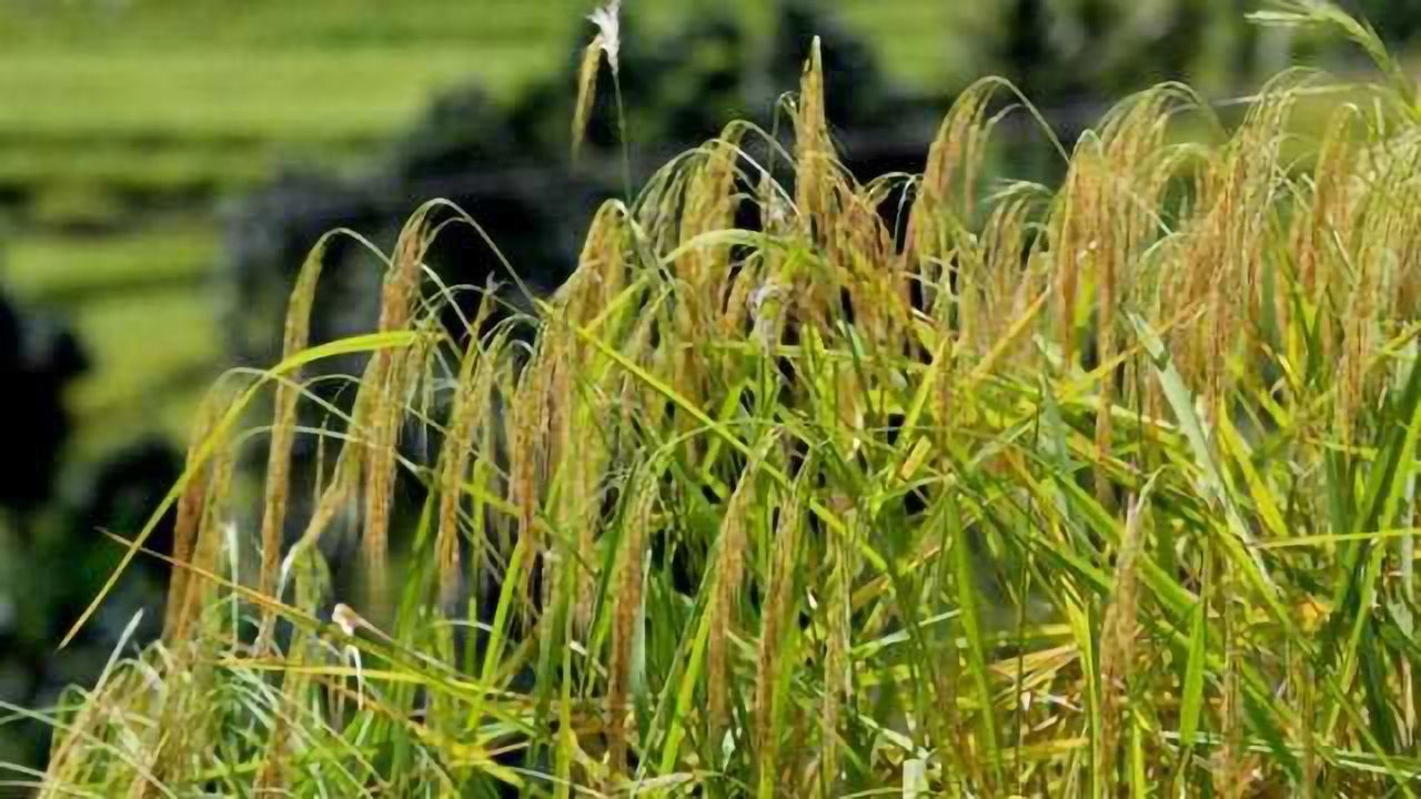 Boosting Crop Genetic Diversity by Inactivating Genes