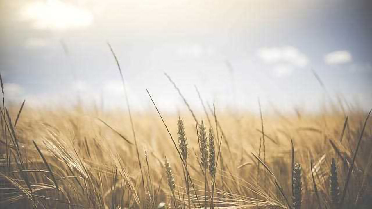 Revealing Insights: Rust Resistance in Wheat