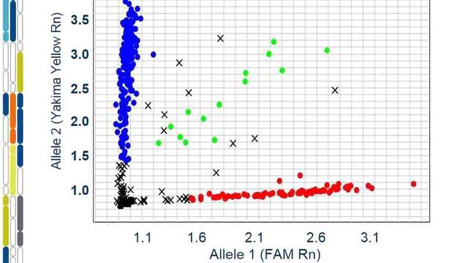 SNP Genotyping on qPCR Platforms: Troubleshooting for Amplification and Cluster Separation content piece image