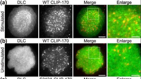 T Cell Activation's New Player
