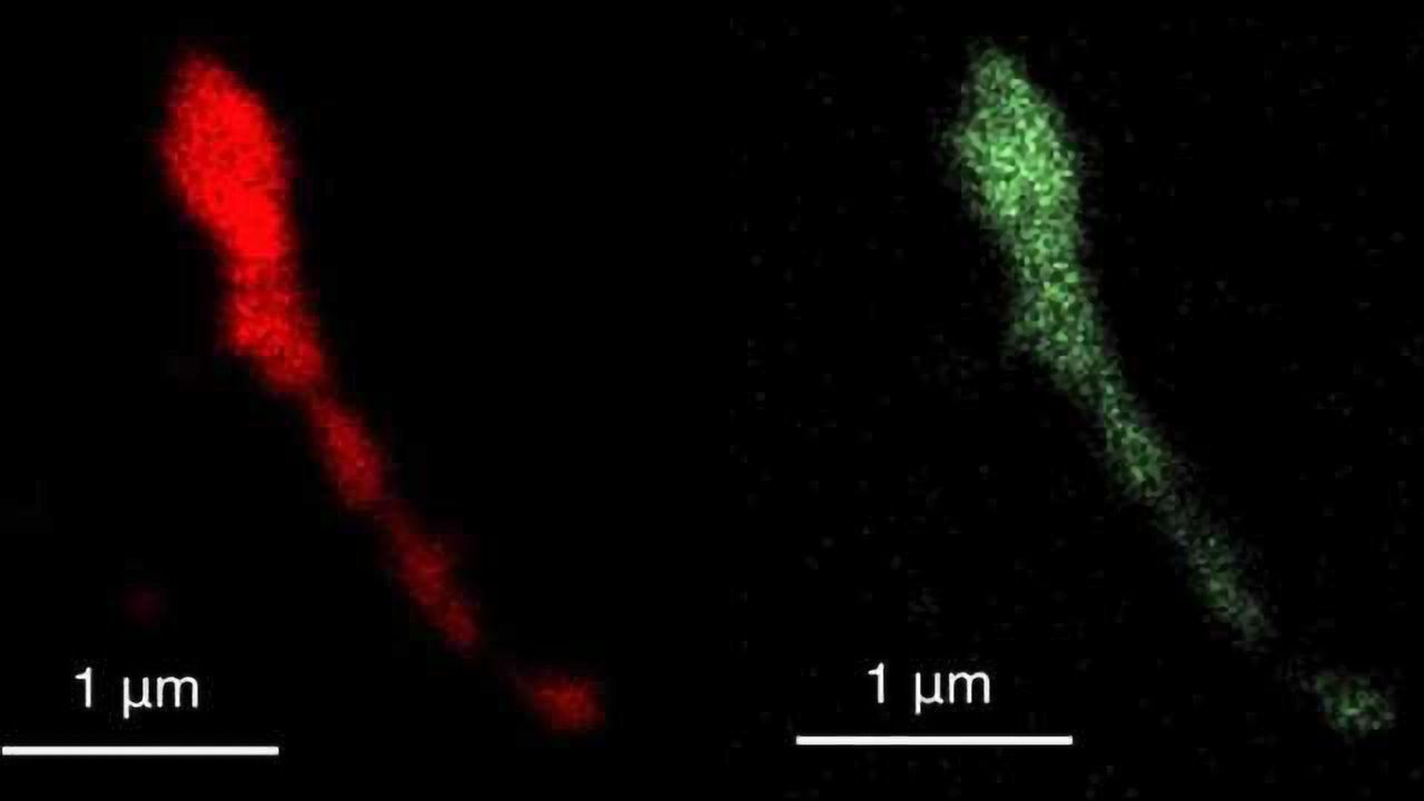 Viruses Speed Up Modern Computers
