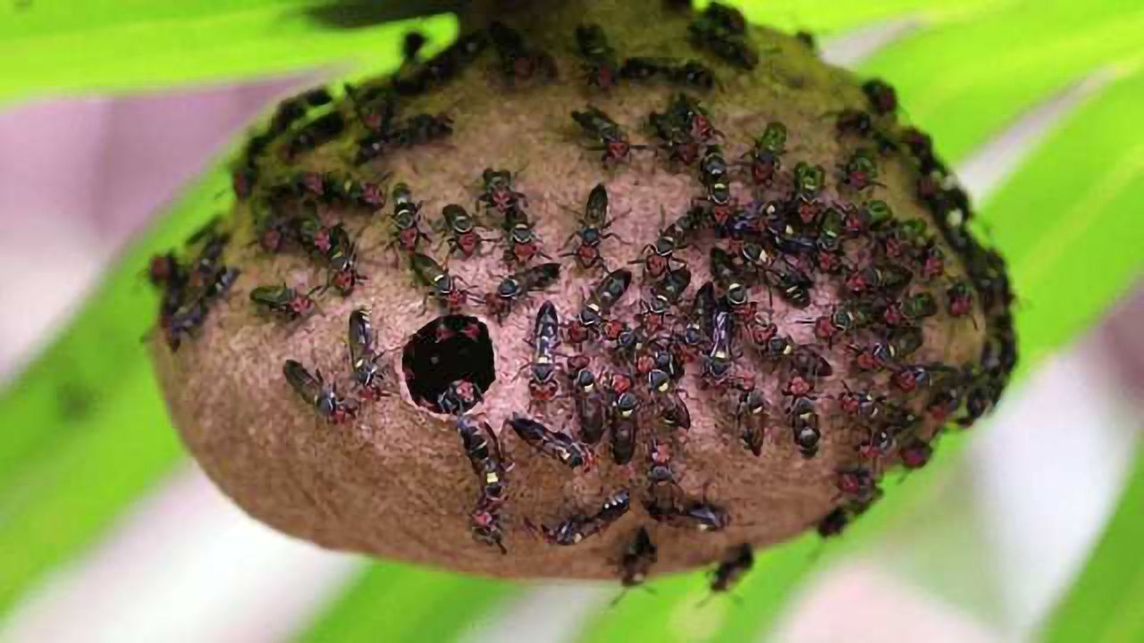 Antibiotics Generated from Wasp Venom