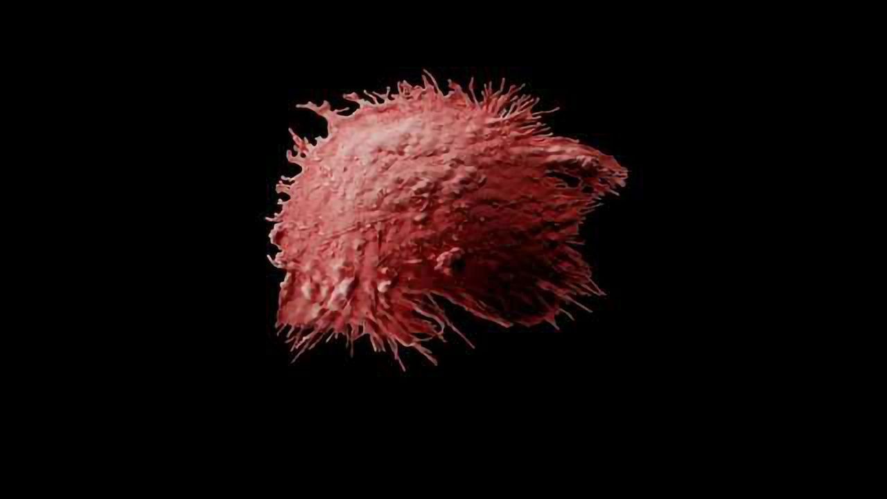 From Fibroblast to Antigen-presenting Dendritic Cell: a Pioneering Approach