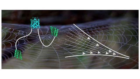 Molecular Insights into Spider Silk