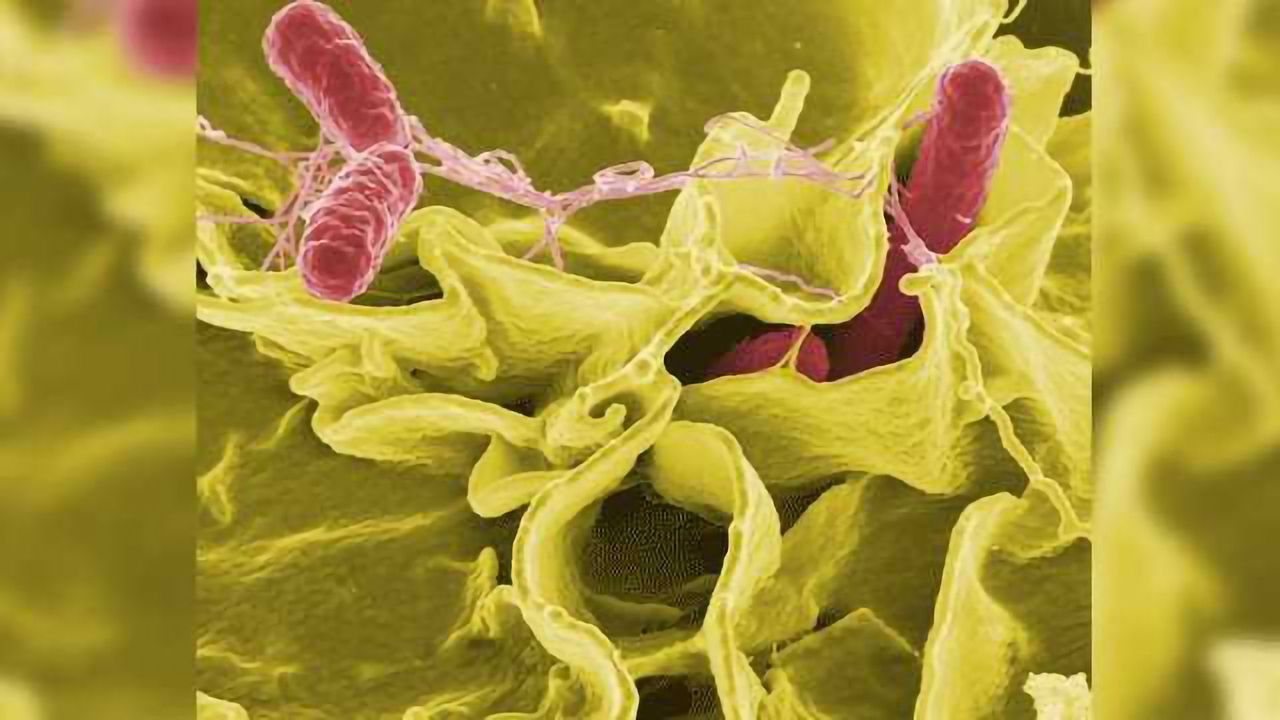 Bacterial ‘Sleeper Cells’ Evade Antibiotics and Weaken Defence Against Infection