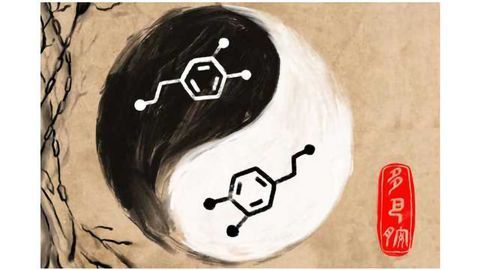 The Yin-Yang of Dopamine