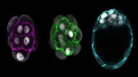 The Source of Stem Cells Points to Two Proteins