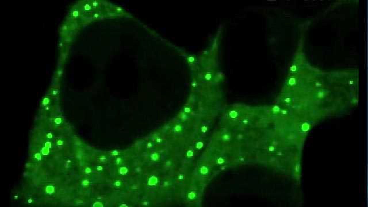 Watch Small-molecule Drug Interactions Inside Cells