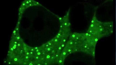 Watch Small-molecule Drug Interactions Inside Cells
