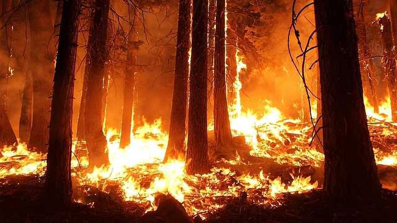 Ash from Wildfires Could be Protecting Us from Harm