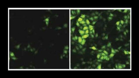 Ebola-fighting Protein Discovered