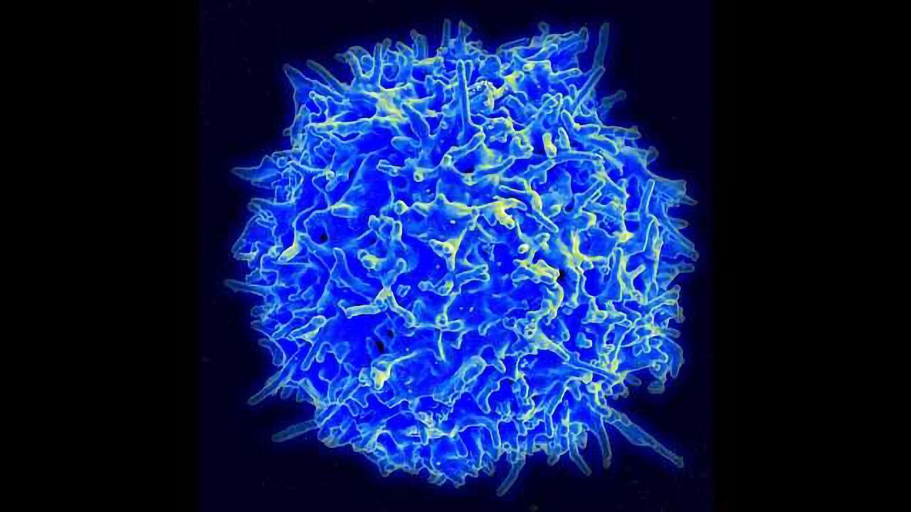 Defective Metabolic Pathway Corrected in Aged Mouse T Cells