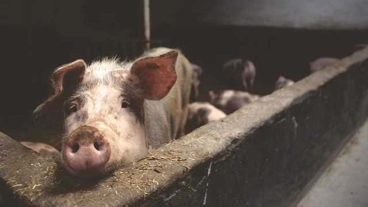 Call for Supermarkets to Publish Antibiotic Use Figures