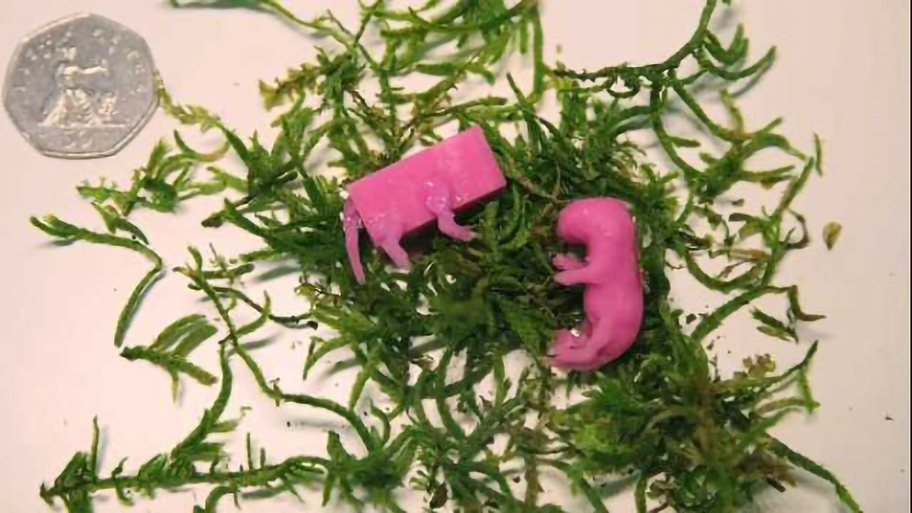 Infanticidal Mice Turned into Loving Parents