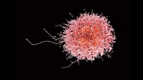 Maturation Process of Natural Killer Cells Mapped