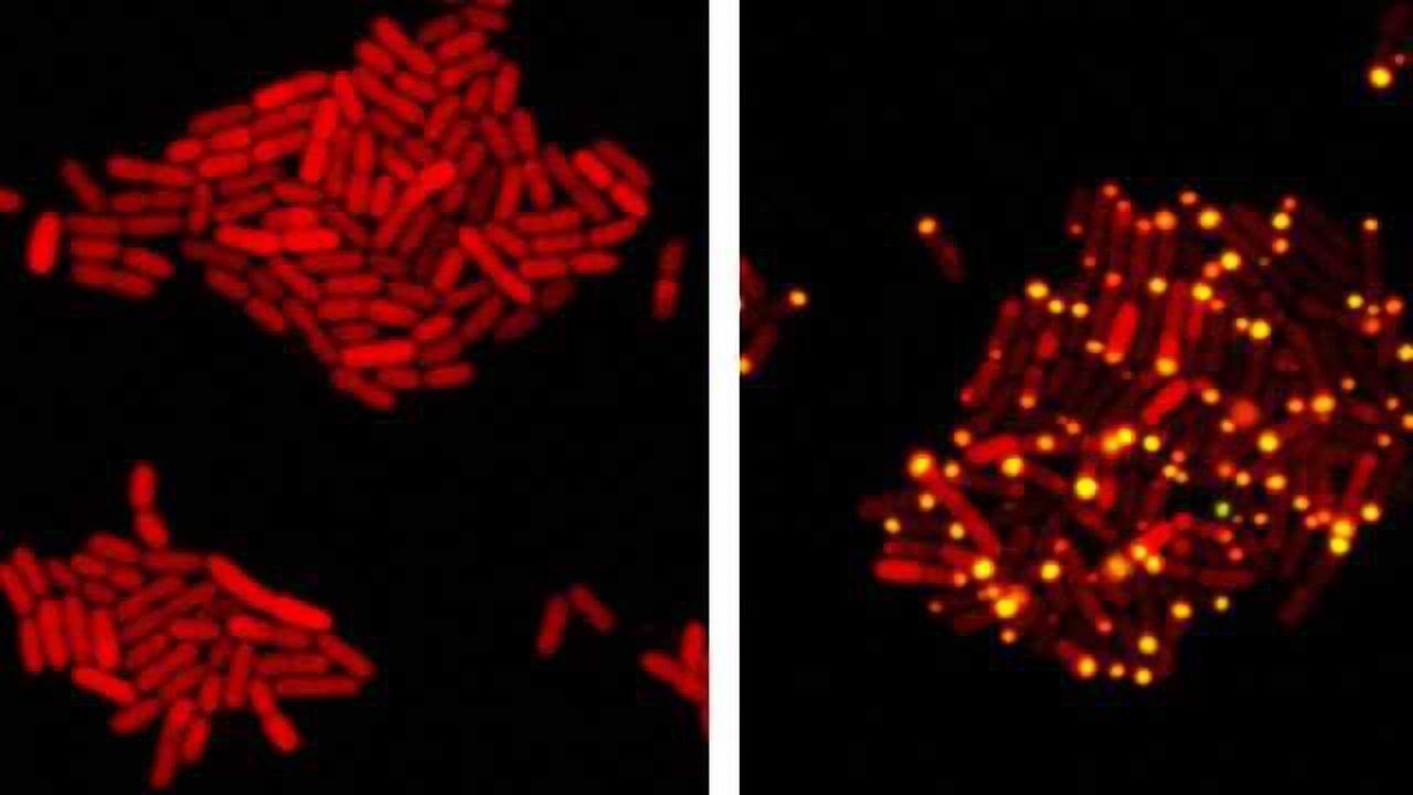 Eavesdropping Viruses Turned Bacterial Assassins