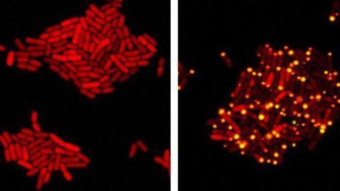 Eavesdropping Viruses Turned Bacterial Assassins