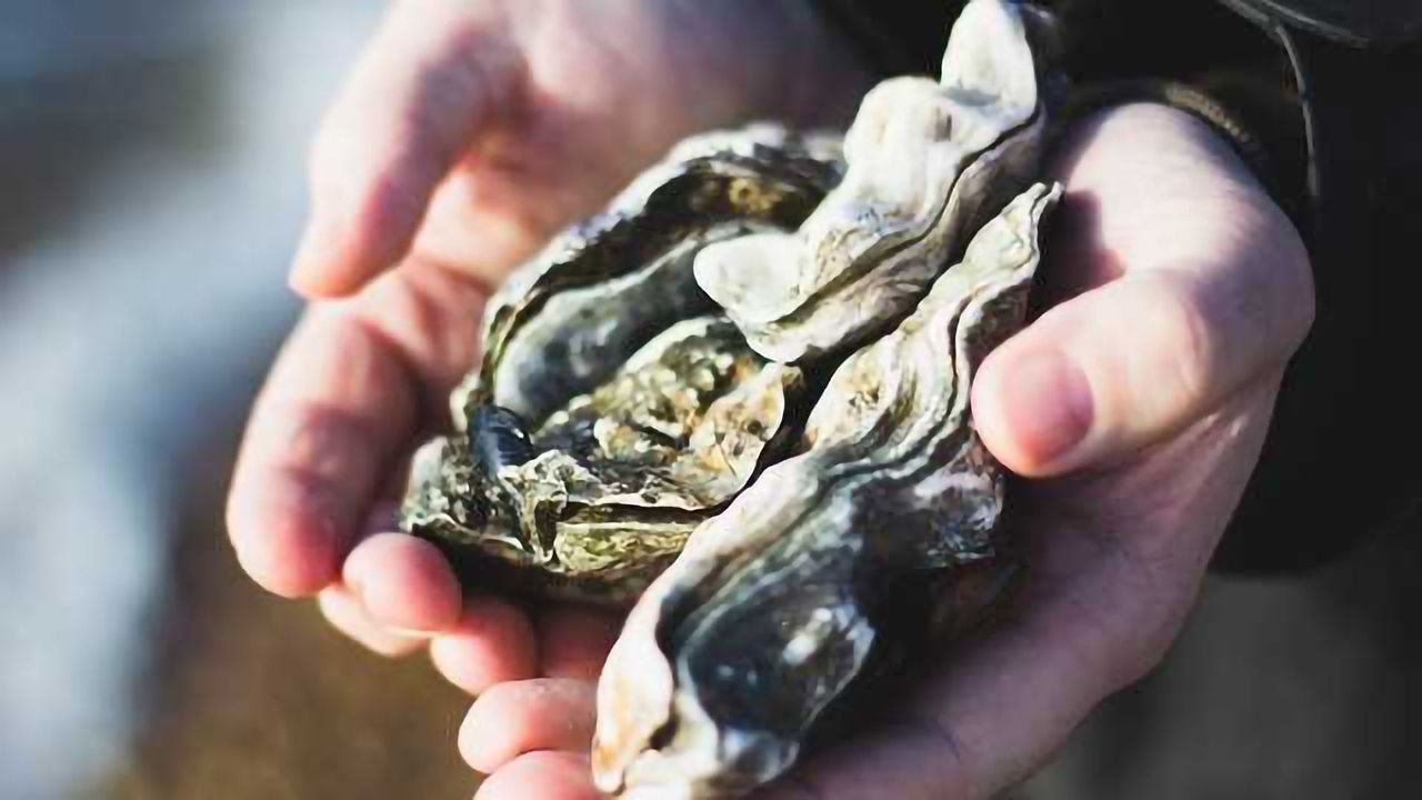 Oyster Aquaculture Could Benefit Wild Populations