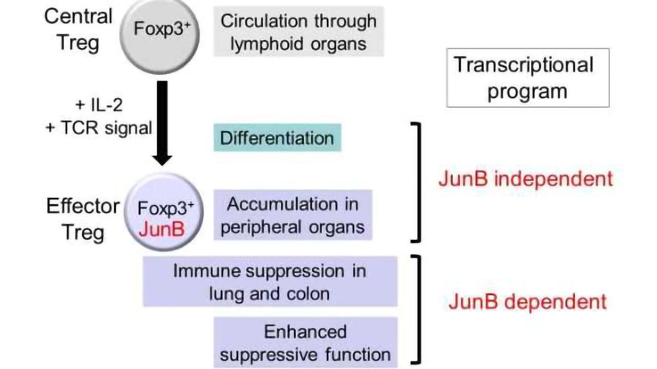 Immune System Kept in Check by Protein Police