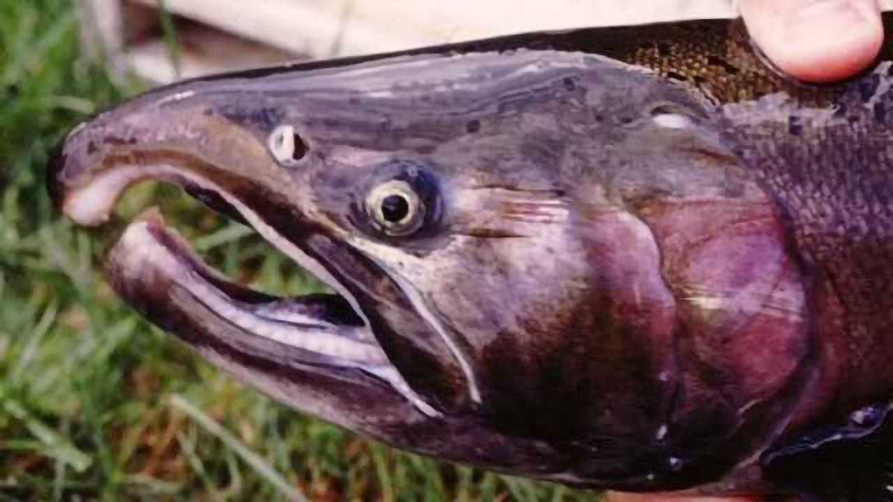 Salmon's Critical Sense of Smell in Danger