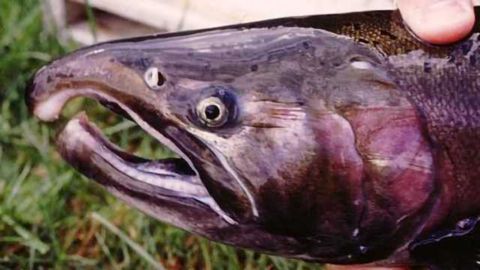 Salmon's Critical Sense of Smell in Danger