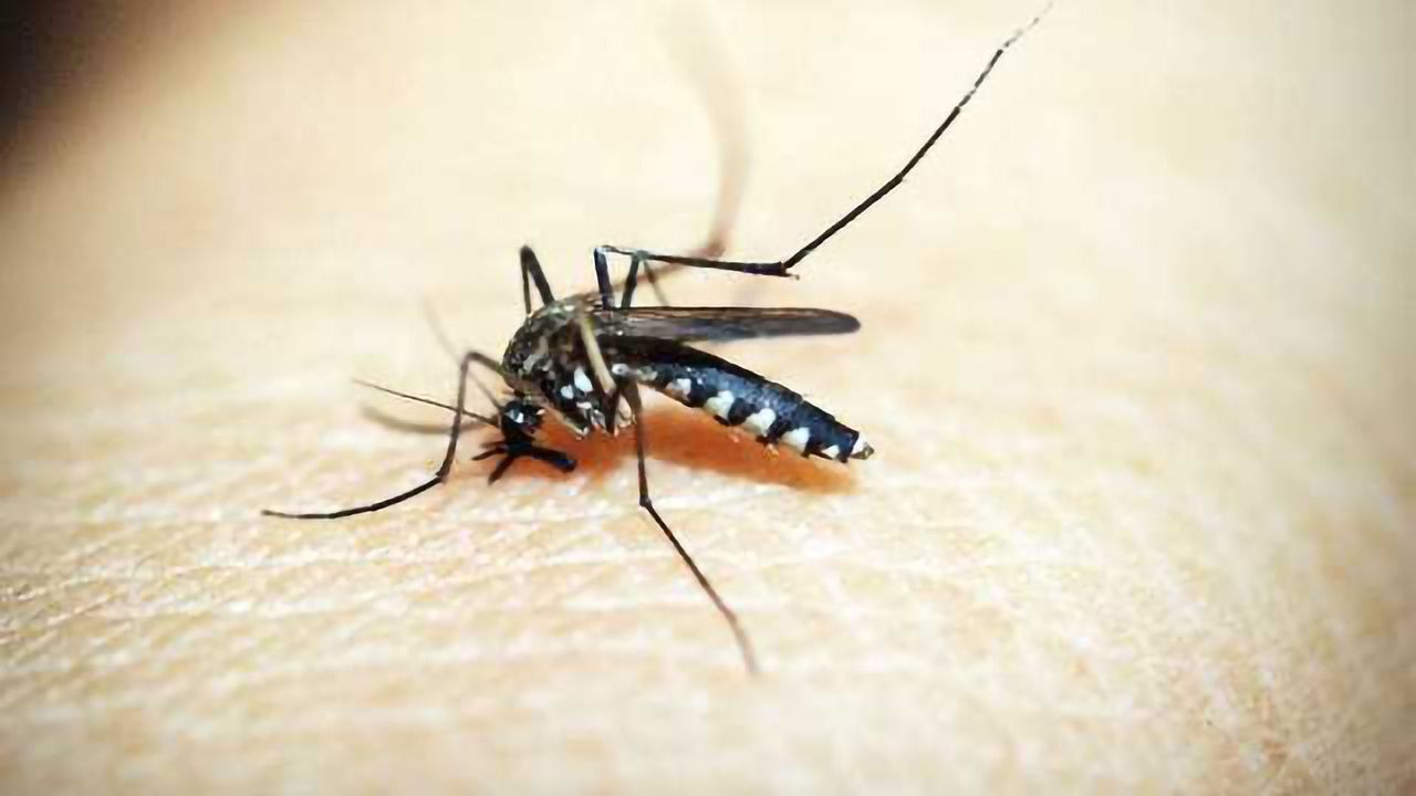 Zika Vaccine Protects Mouse Fetuses Against Brain Infections and Malformations