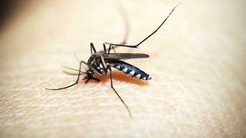Zika Vaccine Protects Mouse Fetuses Against Brain Infections and Malformations